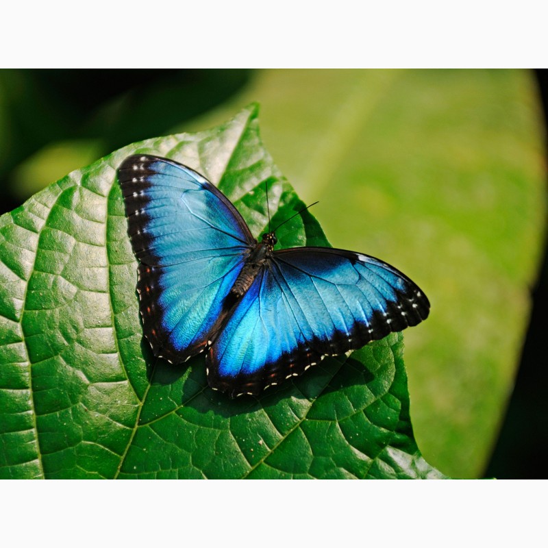 Фото 2. Продажа Живых тропических бабочек из Южной Америки более 30 Видов