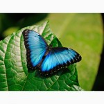 Продажа Живых тропических бабочек из Южной Америки более 30 Видов