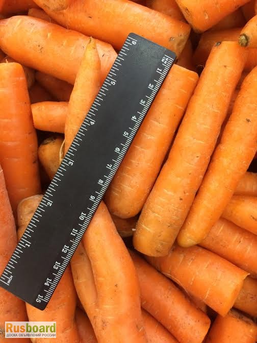 Фото 3. Продаем лом мытой моркови