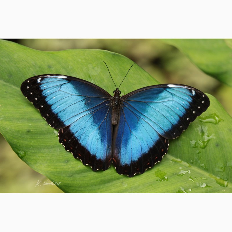 Фото 2. Продажа Живых тропических бабочек из Африки более 30 Видов