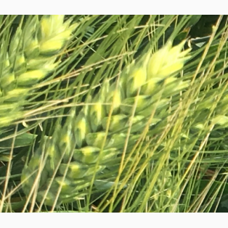 Семена озимой пшеницы Танаис, Лилит, Донская Юбилейная, Ермак, Лидия, Танаис, Одари