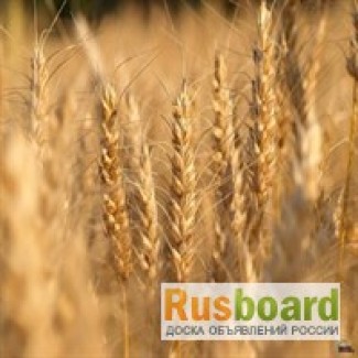 Пшеница 3 класса продаем