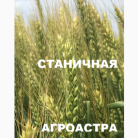 Семена озимой пшеницы донской селекции