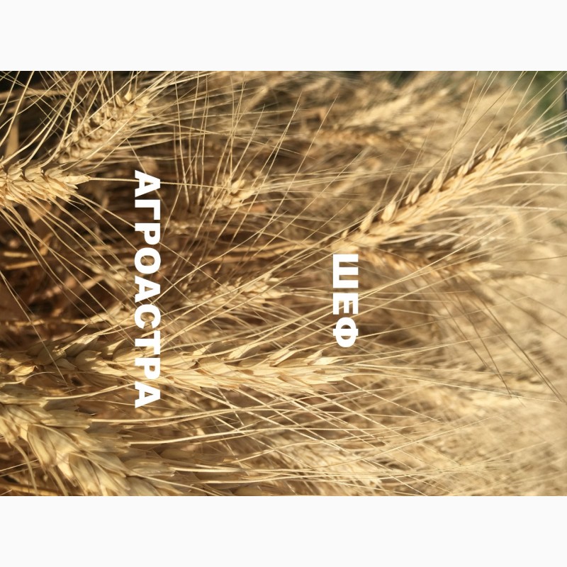 Фото 8. Семена озимой пшеницы донской селекции