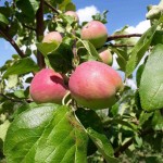 Яблоки урожая 2017 года от производителя