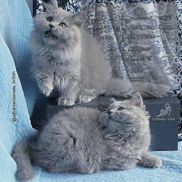 Фото 1/1. Голубые длинношерстные британские котята