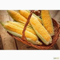 Гибриды семена кукурузы П8400, ПР37Н01, ПР39Д81, ПР39Ф58, ПР39Х32, П7709 (Пионер, Pioneer)