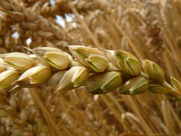 Семена твердой пшеницы, Трансгенный сорт Двуручки AMADEO