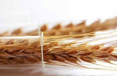 Фото 2. Семена твердой пшеницы, Трансгенный сорт Двуручки AMADEO