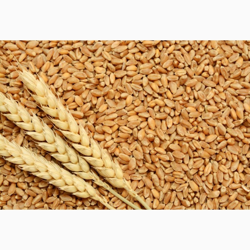 Фото 4. Семена твердой пшеницы, Трансгенный сорт Двуручки AMADEO