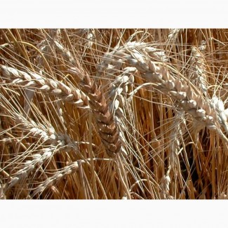 Семена озимой пшеницы сорта Гомер, Граф