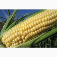 Кукуруза 1, 2 класс