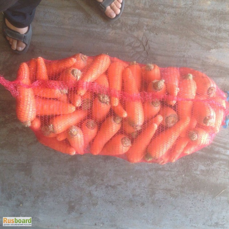 Фото 2. Морковь салатная Шардоне роял