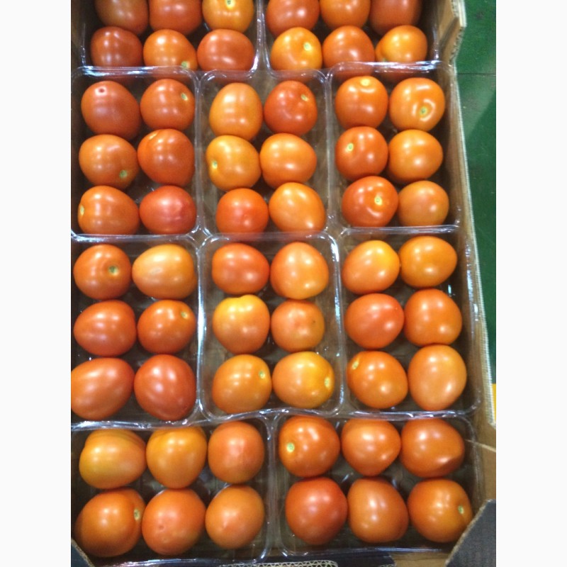 Фото 4. Продаем томат