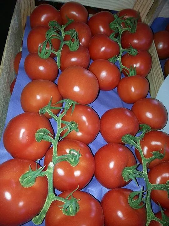 Фото 5. Продаем томат