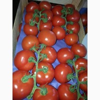 Продаем томат