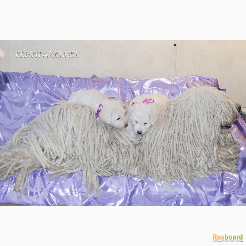 Фото 5. Комондора (венгерской овчарки) щенков продаем