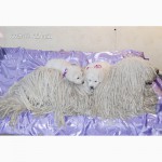 Комондора (венгерской овчарки) щенков продаем