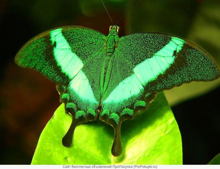 Фото 2/3. Живые тропические бабочки Зимой и Летом, Удивите ваших близких