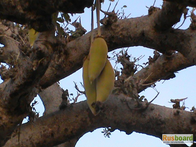 Фото 2. Баобаб. Порошок мякоти плодов. Оздоровительная продукция из Западной Африки