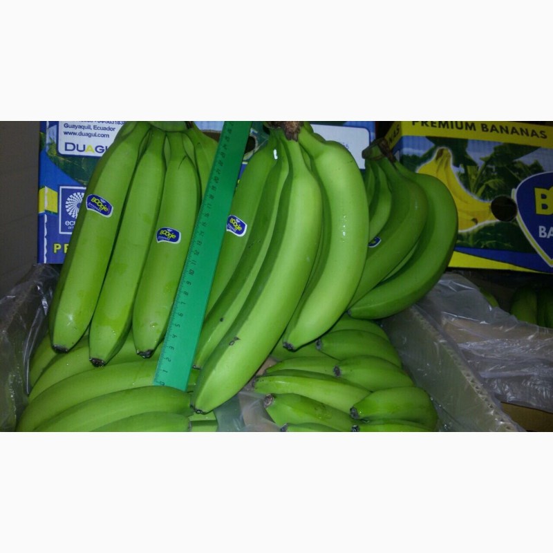 100% Эквадорский зеленый банан в порту СПБ. от 860 рублей коробка
