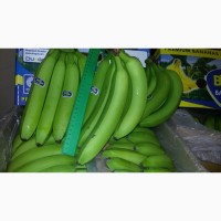 100% Эквадорский зеленый банан в порту СПБ. от 860 рублей коробка