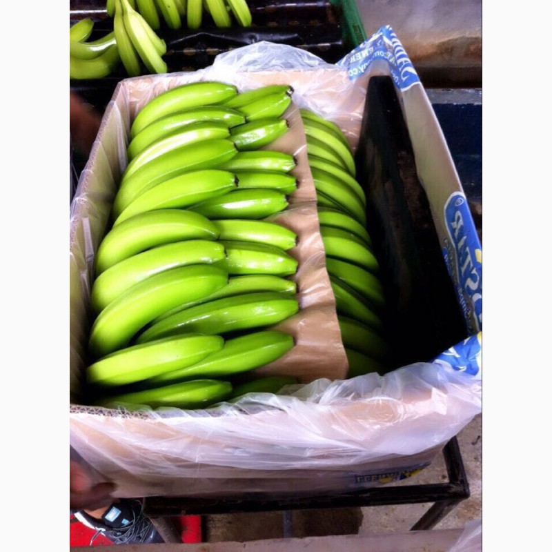 Фото 3. 100% Эквадорский зеленый банан в порту СПБ. от 860 рублей коробка