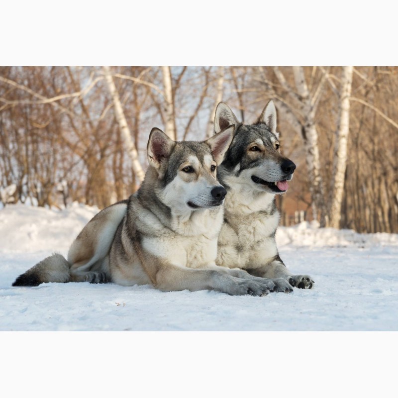 Фото 7. Щенки волчьей собаки (Saarloos Wolfdogs)