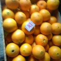 Апельсины Абхазские оптом