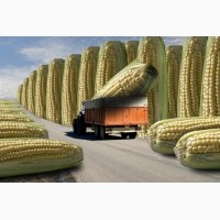 Семена кукурузы, канадский трансгенный гибрид кукурузы skeena ff
