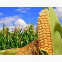 Семена кукурузы, канадский трансгенный гибрид кукурузы skeena ff