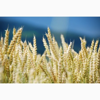 Семена озимой пшеницы Танаис, Ермак, Жаворонок