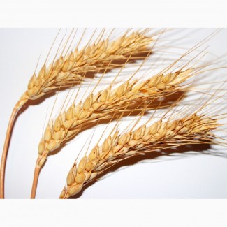 Семена озимой пшеницы сорт Тимирязевка-150