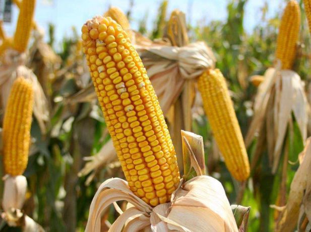 Семена кукурузы, канадский трансгенный гибрид кукурузы sedona bt 166 фао 180