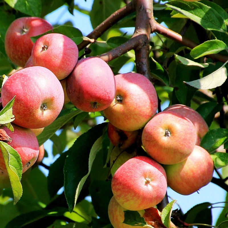 Фото 2. Саженцы яблони недорого от производителя