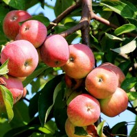 Саженцы яблони недорого от производителя
