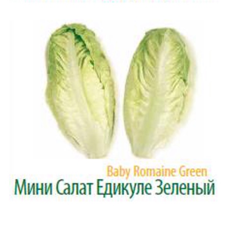 Фото 5. Продам салат Романо оптом напрямую от производителя Турции