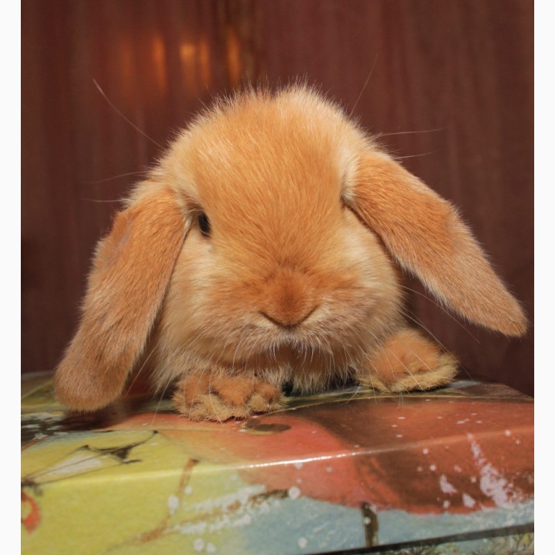 Фото 2. Декоративный кролик, лучший подарок вашему ребёнку