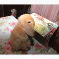 Декоративный кролик, лучший подарок вашему ребёнку