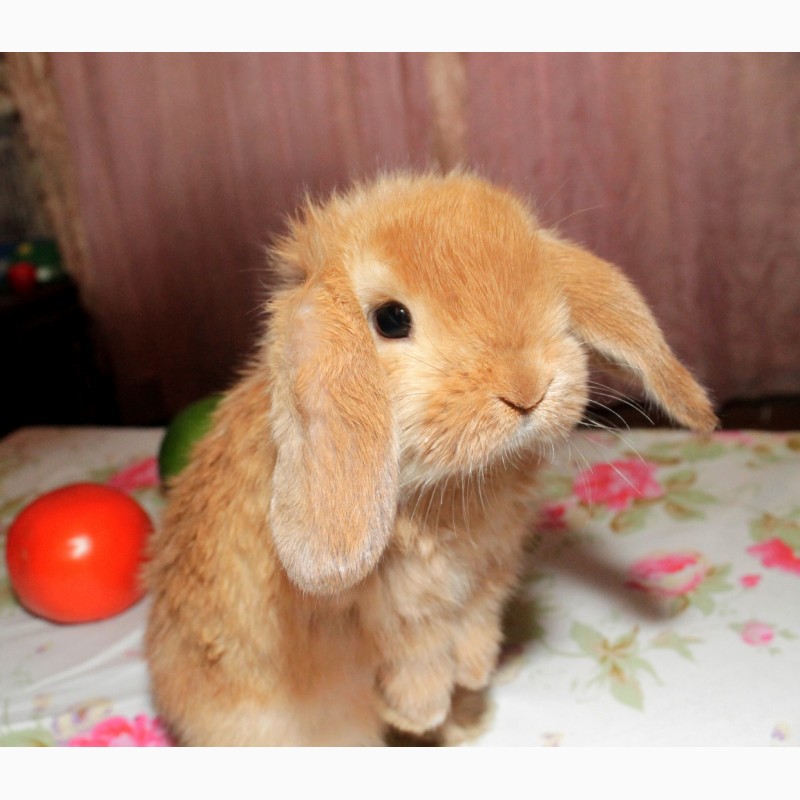 Фото 5. Декоративный кролик, лучший подарок вашему ребёнку