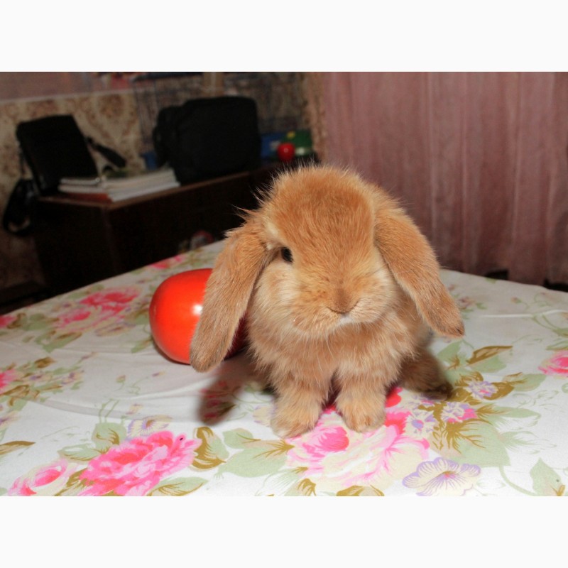 Фото 6. Декоративный кролик, лучший подарок вашему ребёнку