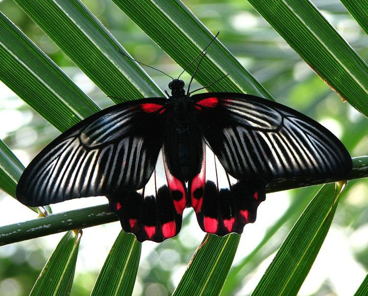 Фото 2. Тропические Живые Бабочки изЮАР