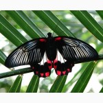 Тропические Живые Бабочки изЮАР