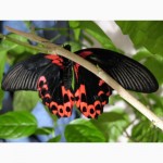 Тропические Живые Бабочки изЮАР