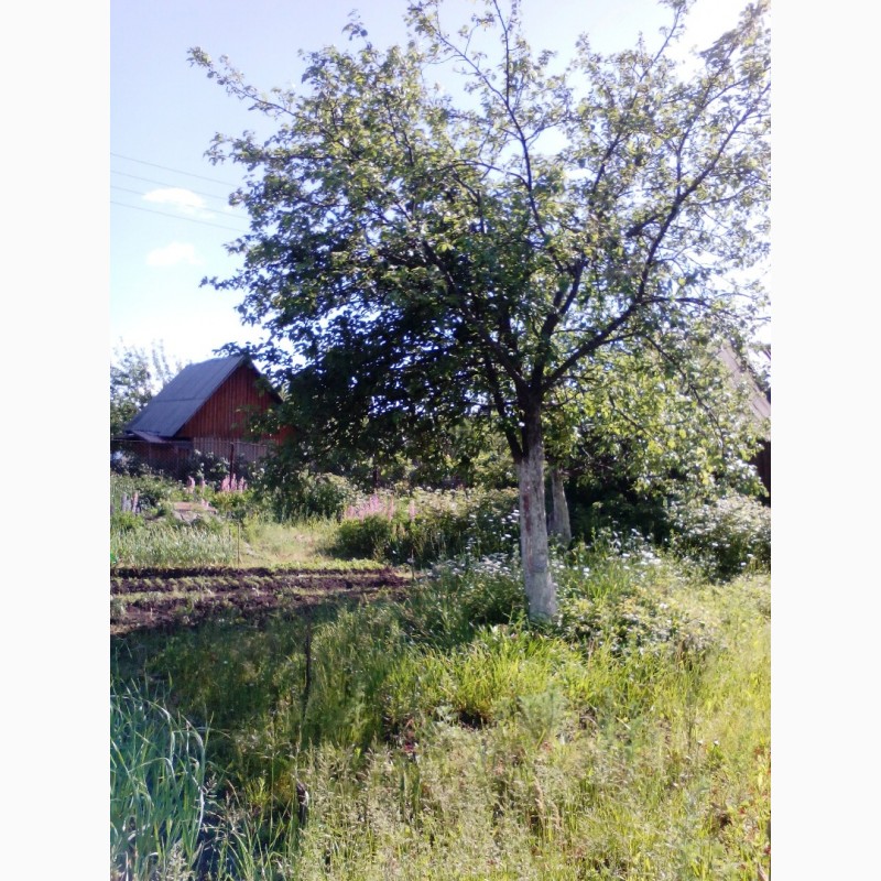 Фото 3. Продам участок с домом рядом с новым МКР Лесной в Дёме, СНТ Отдых