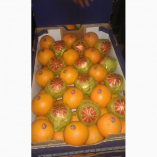 Апельсины оптом из Египта