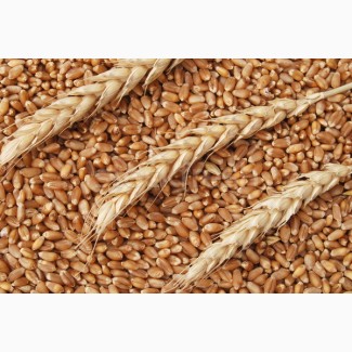 Продам пшеницу продовольственную 3 класса
