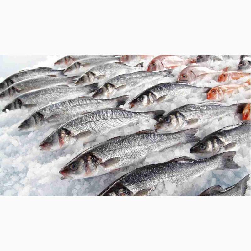Фото 2. ООО «ИСТА» Торговля оптовая рыбой, ракообразными и моллюсками