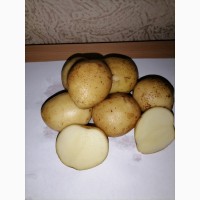 Семенной картофель сорт Ла Страда