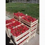 Крым.Ящики шпоновые для упаковки фруктов и овощей
